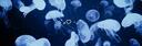 Discovery splash banner for ଳ 𓈒𓏲 ׁ 　 𝑱ᥱᥣlყ𝑓ιsh𓈒 ݁　 ᣟ Discord server
