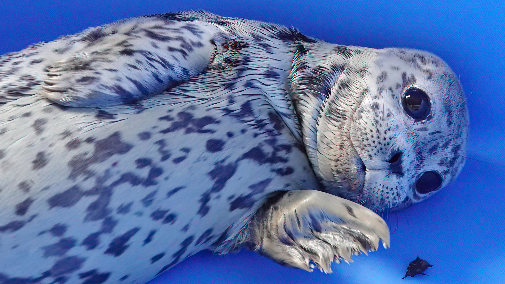 Discovery splash banner for Marine Mammal Rescue Discord server